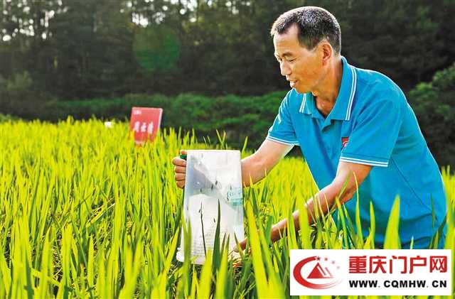 创新推出“私人订制” 2万亩水稻未产先销