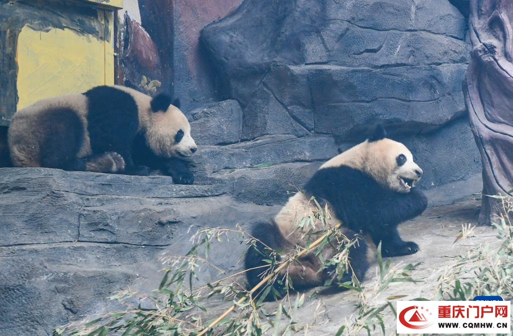 四只大熊猫“落户”重庆永川(图6)