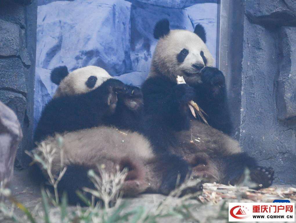 四只大熊猫“落户”重庆永川(图8)