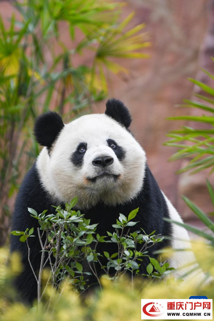 四只大熊猫“落户”重庆永川(图9)