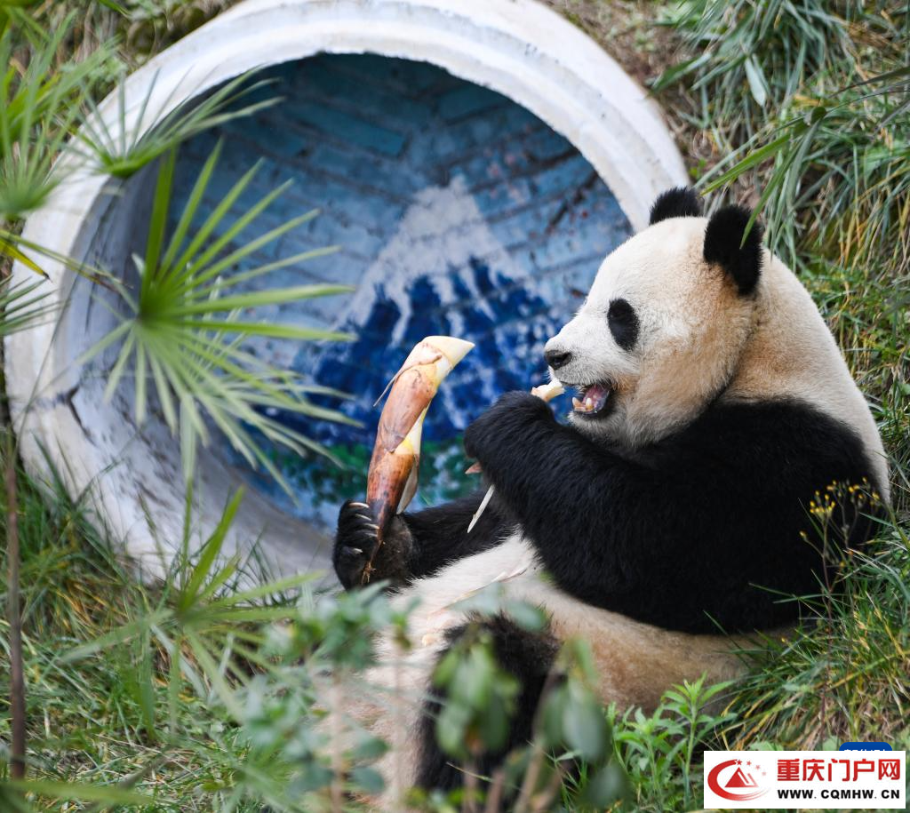 四只大熊猫“落户”重庆永川(图10)