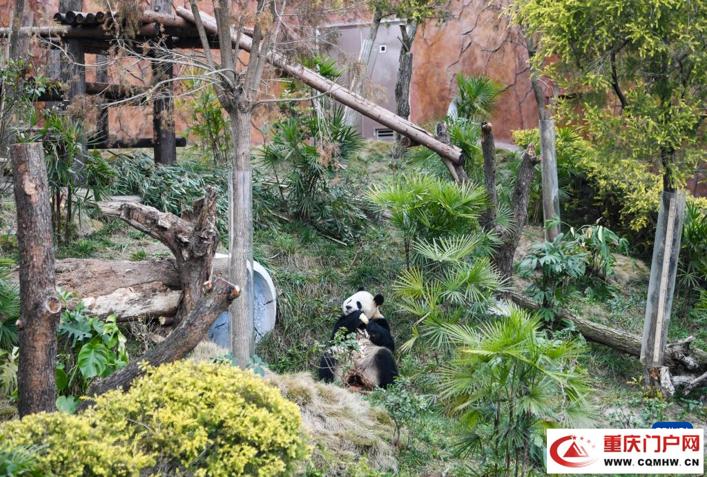 四只大熊猫“落户”重庆永川(图1)