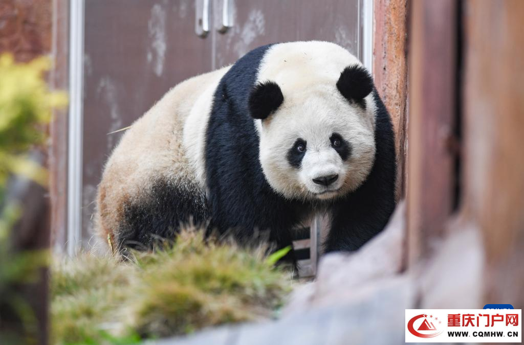四只大熊猫“落户”重庆永川(图2)