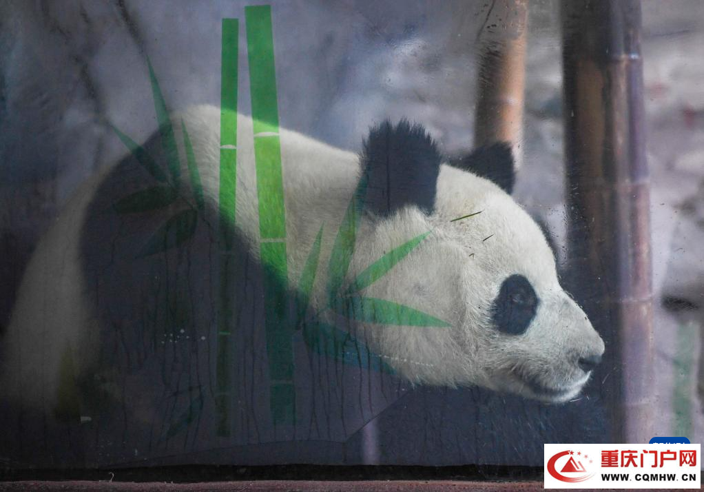 四只大熊猫“落户”重庆永川(图3)