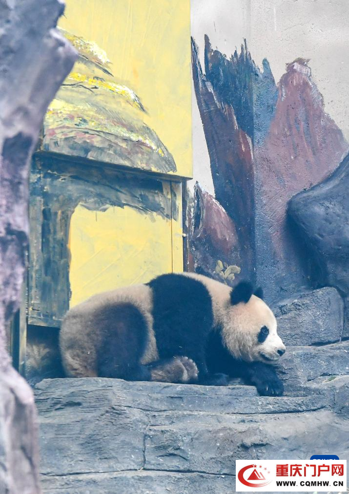 四只大熊猫“落户”重庆永川(图4)