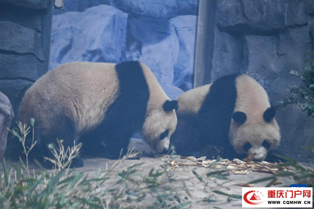 四只大熊猫“落户”重庆永川(图5)