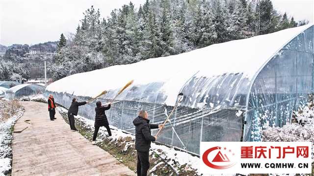 技术指导保生产 敲门入户送温暖——重庆各地积极应对雨雪天气