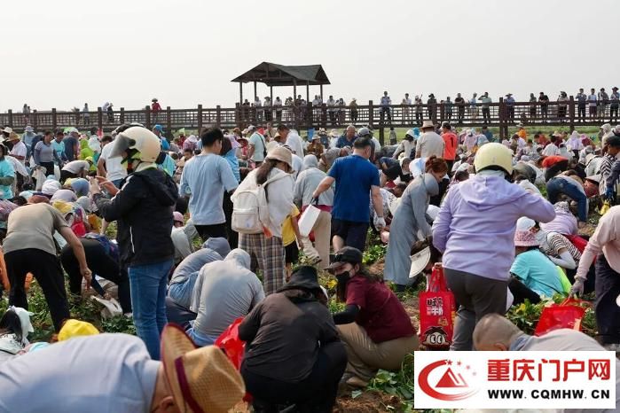 桥头地瓜，竟是“地瓜界的爱马仕”(7)