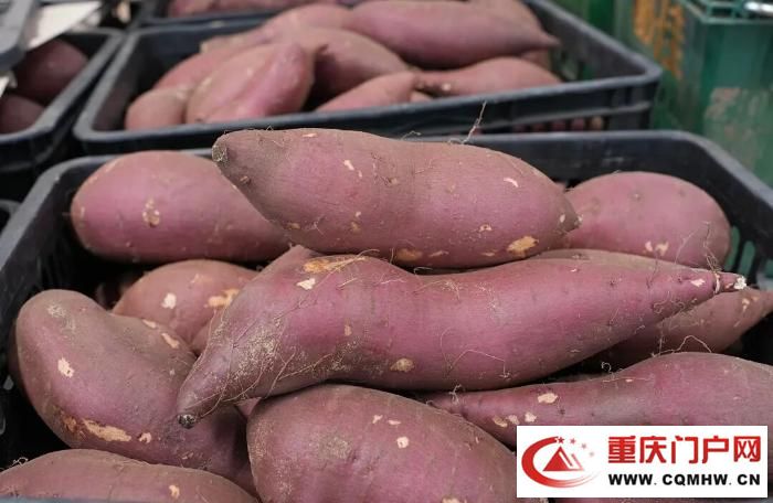 桥头地瓜，竟是“地瓜界的爱马仕”(17)