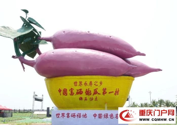 桥头地瓜，竟是“地瓜界的爱马仕”(14)