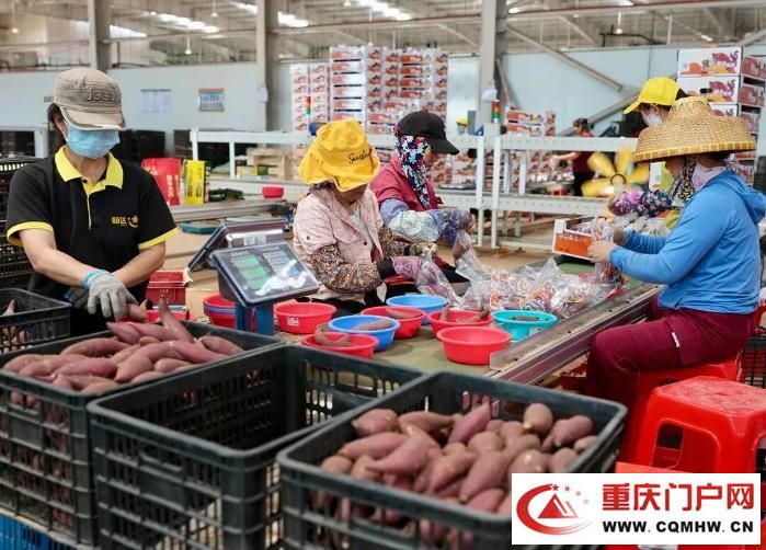 桥头地瓜，竟是“地瓜界的爱马仕”(18)