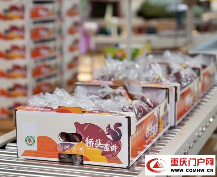 桥头地瓜，竟是“地瓜界的爱马仕”(19)