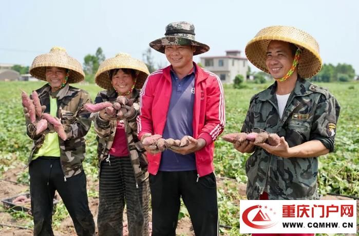 桥头地瓜，竟是“地瓜界的爱马仕”(22)